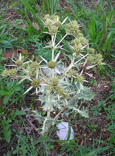 Eryngium campestre / Calcatreppola campestre